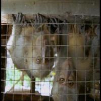 monkey project thumbnail