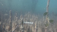 Underwater Fish Recognition project thumbnail