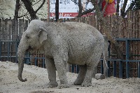 MyCustomZoo project thumbnail