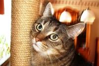 cat and dog project thumbnail