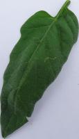 Tomato Plant Status project thumbnail