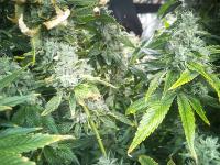 Bud Detection project thumbnail