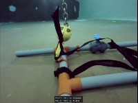 Wild dogs project thumbnail
