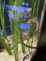 Underwater Object Detection project thumbnail