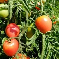 tomate maladies project thumbnail