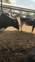 Cow Face detection -V4 project thumbnail