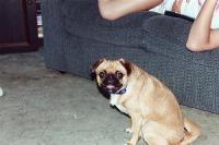 Dog_detection project thumbnail