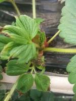 CSDN-strawberry project thumbnail