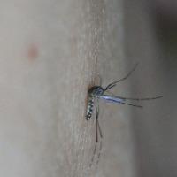 mosquito project thumbnail
