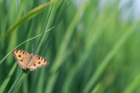 insect project thumbnail
