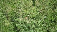 tomato-leaf-detection-1 project thumbnail