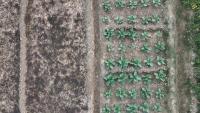 Drone Shot  project thumbnail