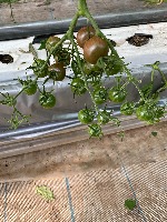 tomatodetection project thumbnail