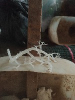 Seaweed Disease project thumbnail