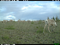 Caribou2 project thumbnail