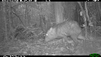 collared-peccary-2 project thumbnail