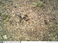 PR Mongoose Study project thumbnail