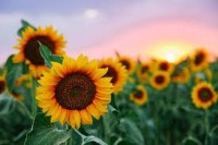 sunflower_detection project thumbnail