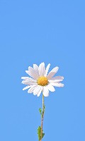 daisy_lotus project thumbnail