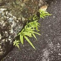 weeds_new project thumbnail