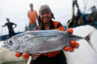 Detection Fish project thumbnail