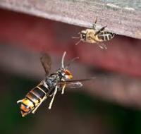 hornet detection project thumbnail