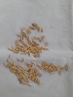 paddy seeds detection project thumbnail