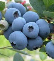 BlueBerries project thumbnail