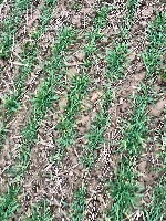 weed detection project thumbnail