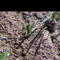 Ray-Grass Detection project thumbnail