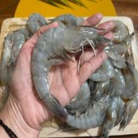 deteksi jenis penyakit udang 6 project thumbnail