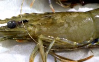 deteksi jenis penyakit udang 5 project thumbnail