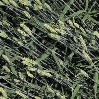 Wheat project thumbnail