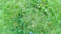 test grass project thumbnail