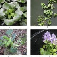 water_hyacinth_detection project thumbnail