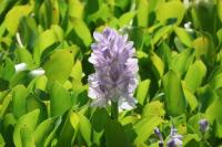 waterhyacinth project thumbnail