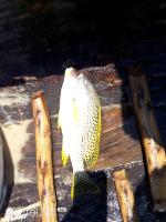 Fish_Counting project thumbnail