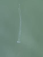 iNaturalist project thumbnail