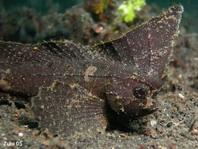 Acanthurus sohal project thumbnail