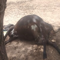 Dead_cattle project thumbnail