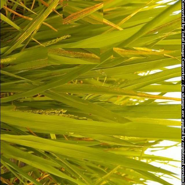 DISEASES RICE LEAF Object Detection Model by n1