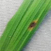 rice-detection project thumbnail