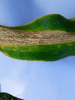 Penyakit Daun Jagung1 project thumbnail