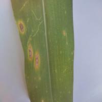 penyakit daun jagung project thumbnail