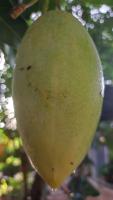 mango detection senior project project thumbnail