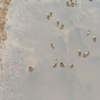 Test Merged project thumbnail