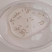 LARVA SET project thumbnail