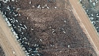 counting cattle project thumbnail