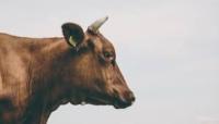 Cow Disease Detection project thumbnail