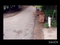 chain snatching detection project thumbnail